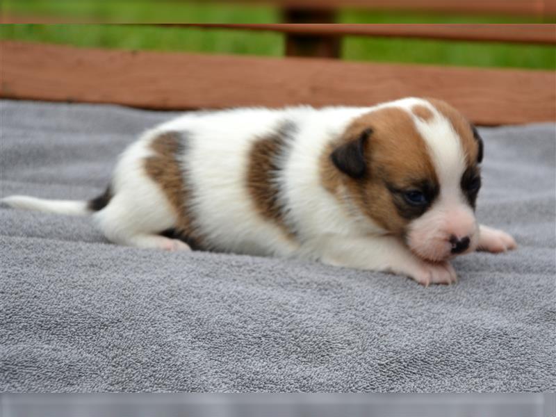 Jack Russell Welpen (tricolor)