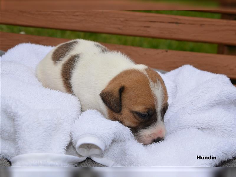 Jack Russell Welpen (tricolor)