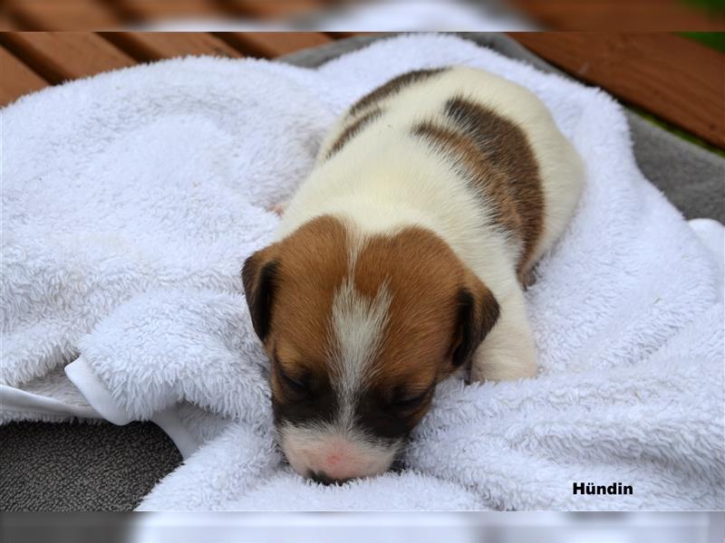 Jack Russell Welpen (tricolor)