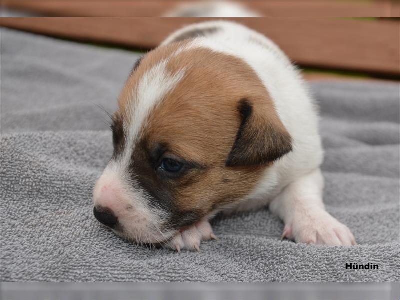 Jack Russell Welpen (tricolor)