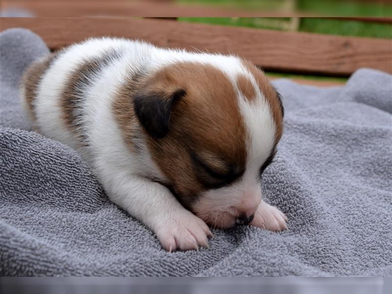 Jack Russell Welpen (tricolor)