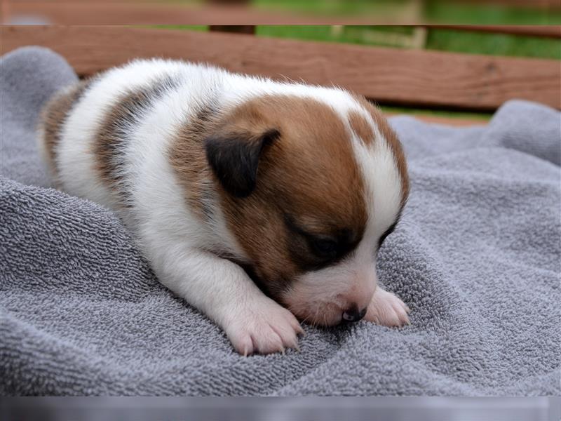 Jack Russell Welpen (tricolor)