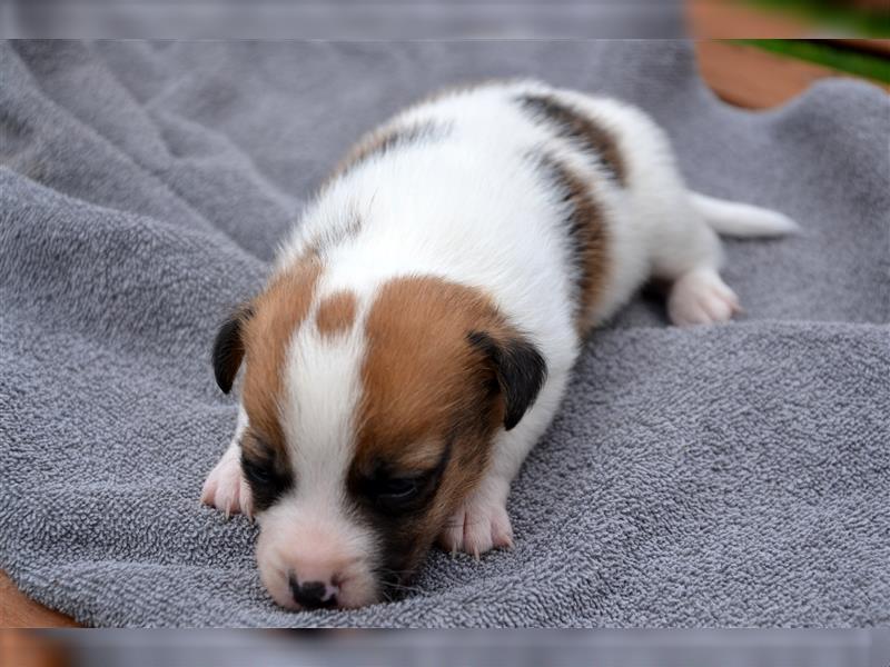 Jack Russell Welpen (tricolor)