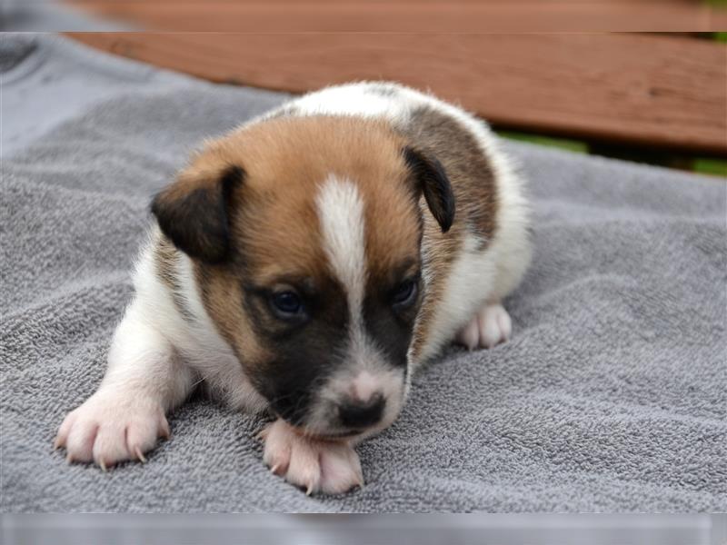 Jack Russell Welpen (tricolor)