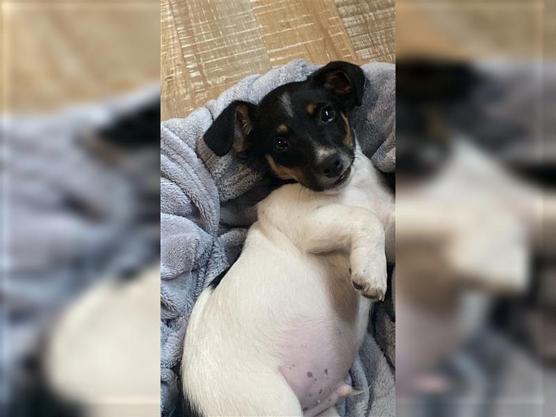 Jack Russell Terrier Buddy
