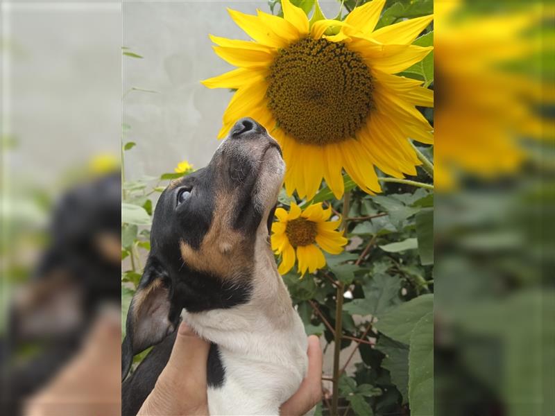 Jack Russell Terrier Rüde mit CHIP/Eu-Pass ab sofort