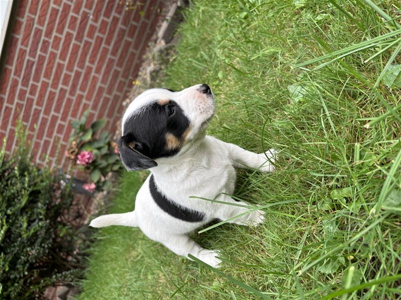 Jack Russel Terrier  Welpen