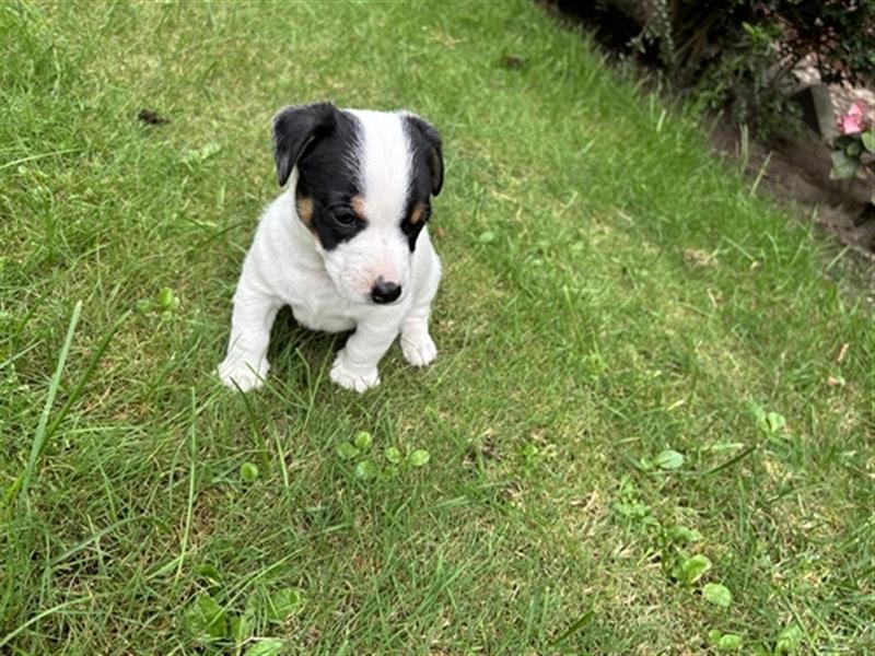 Jack Russel Terrier  Welpen