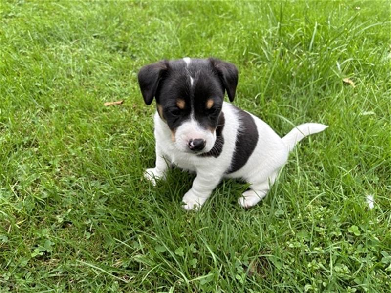 Jack Russel Terrier Welpen