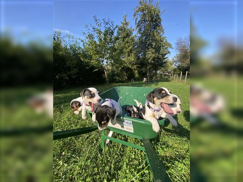 Jack Russell Terrier