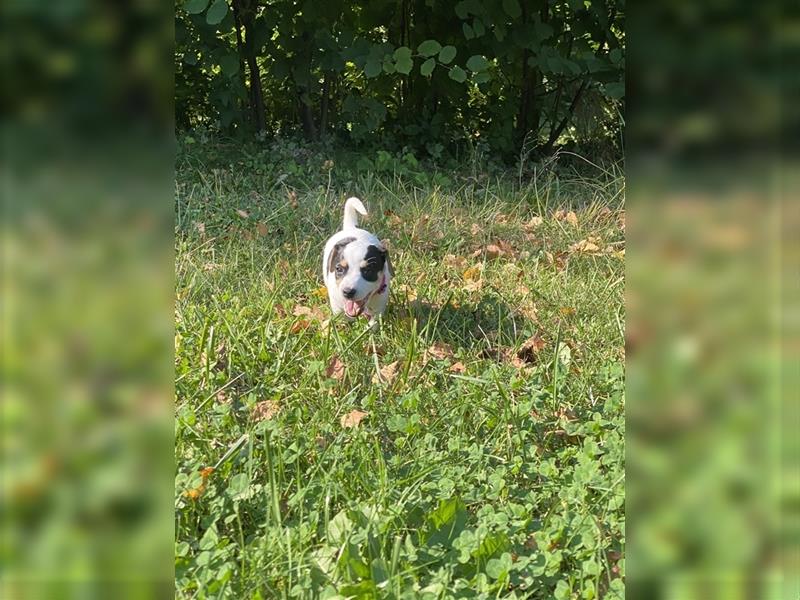 Jack Russell Terrier