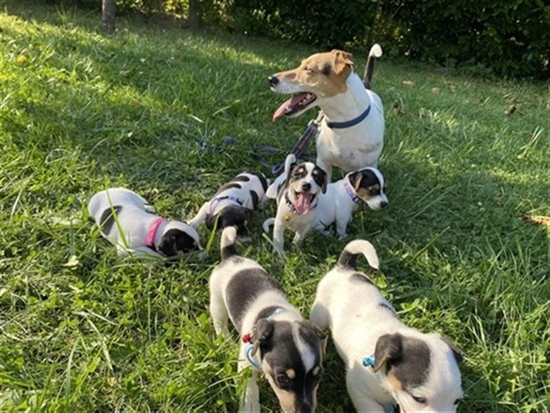 Jack Russell Terrier