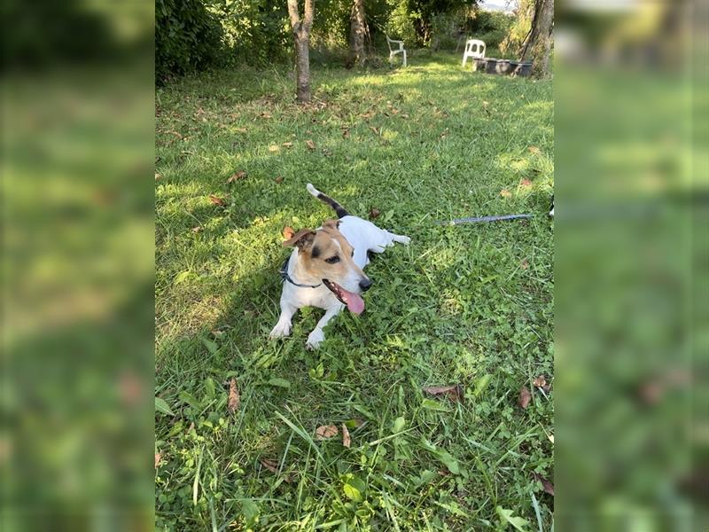 Jack Russell Terrier