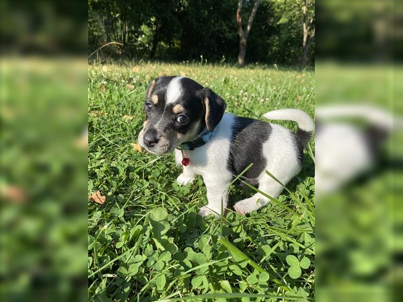 Jack Russell Terrier