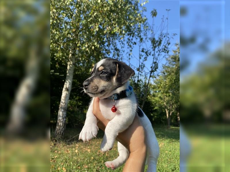 Jack Russell Terrier