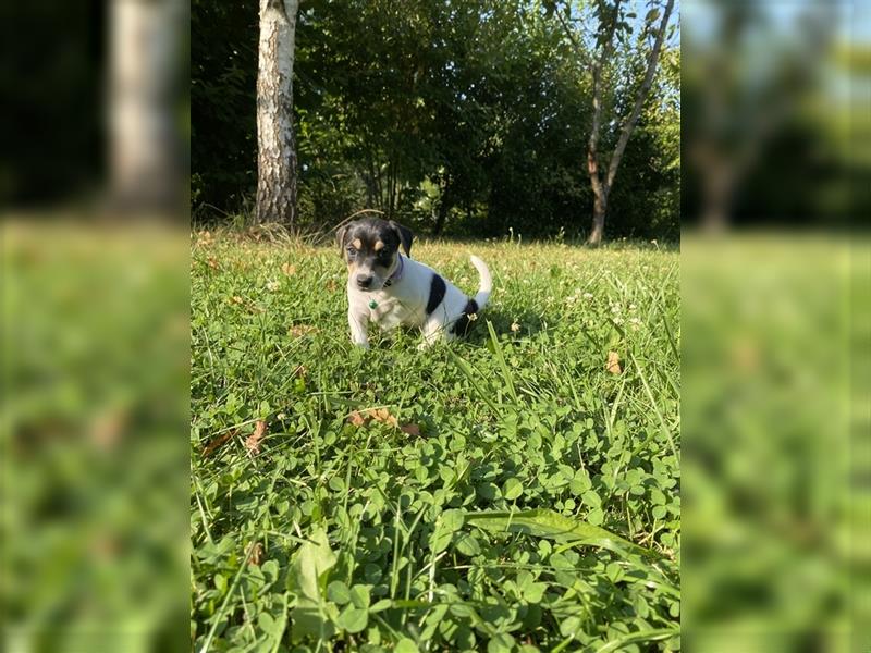 Jack Russell Terrier