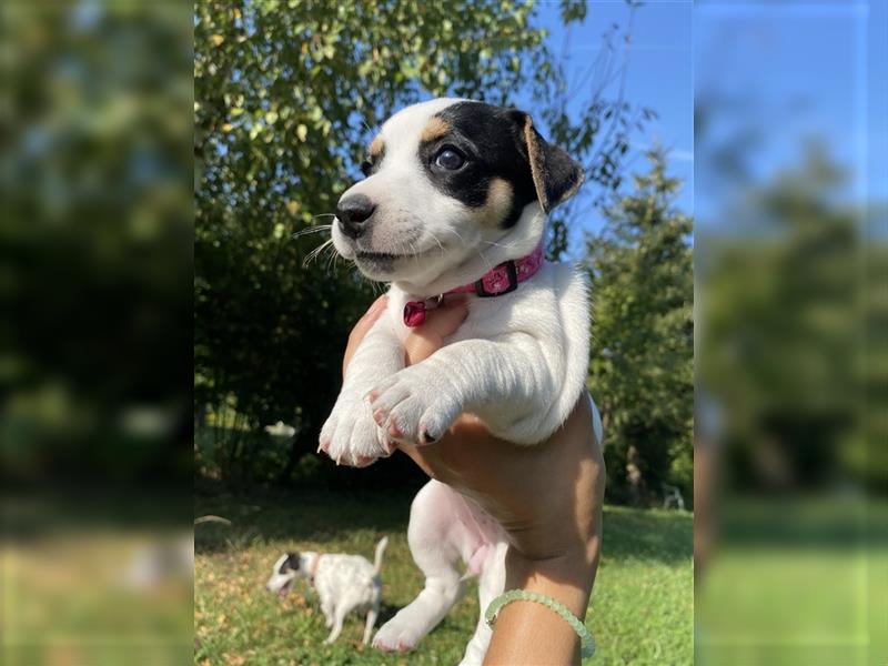 Jack Russell Terrier