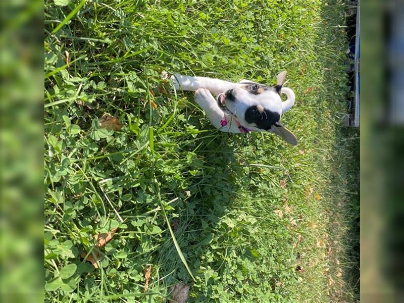 Jack Russell Terrier