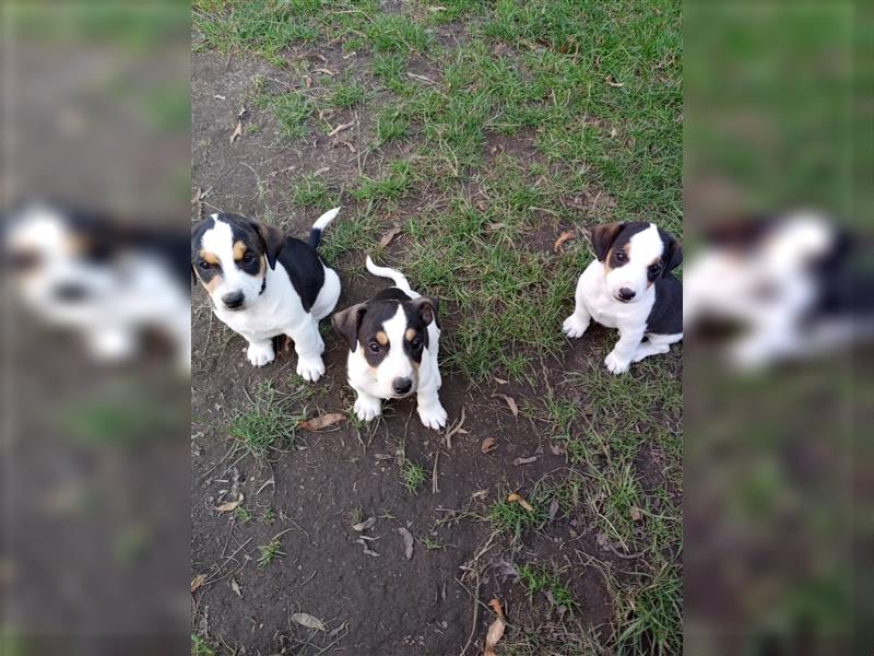 3 Jack Russell Terrier  ( Rüden)