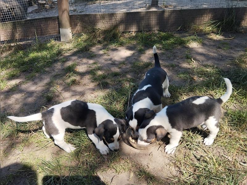 3 Jack Russell Terrier  ( Rüden)