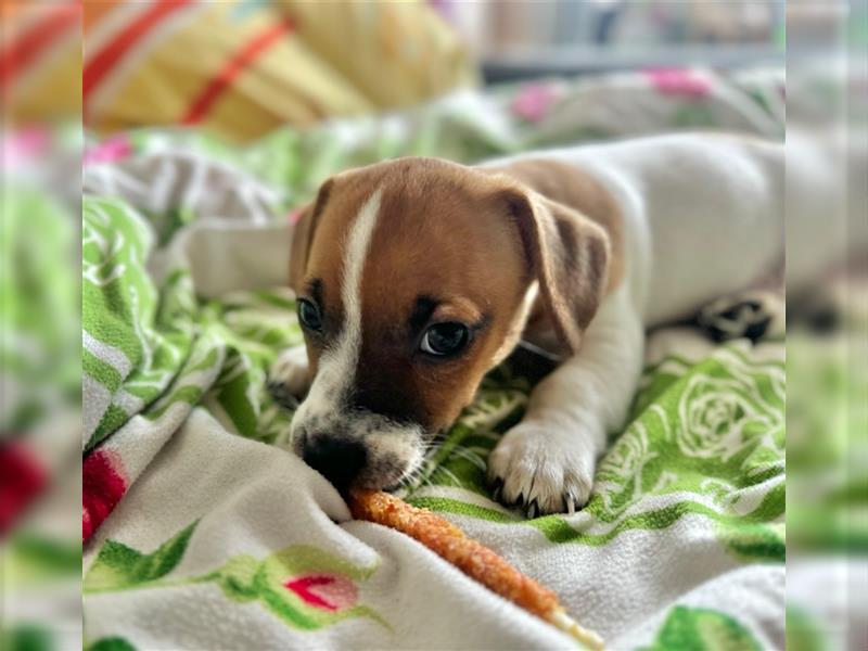 Jack Russel Terrier