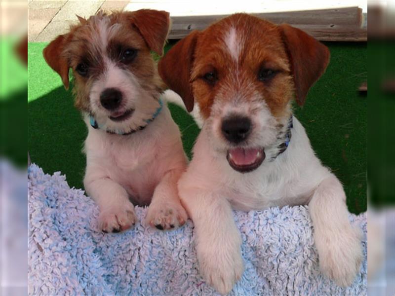 2 Jack Russell Terrier - Rüdenwelpen 3 Monate vom Züchter abzugeben