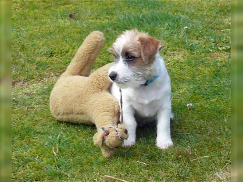 2 Jack Russell Terrier - Rüdenwelpen 3 Monate vom Züchter abzugeben