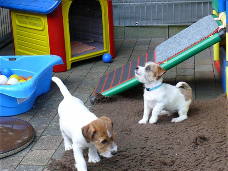 2 Jack Russell Terrier - Rüdenwelpen 3 Monate vom Züchter abzugeben