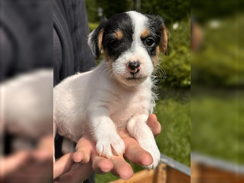 Wunderschöne Parson Jack-Russell Terrier Welpen, aus liebevoll. Hausaufzucht