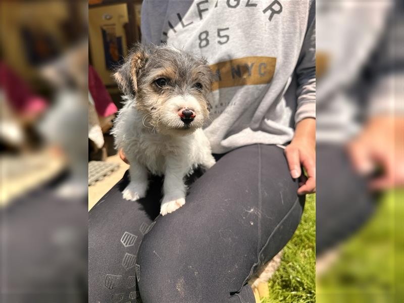 Wunderschöne Parson Jack-Russell Terrier Welpen, aus liebevoll. Hausaufzucht