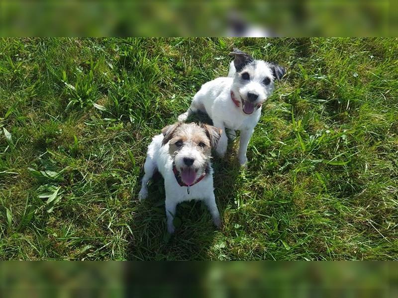 Wunderschöne Parson Jack-Russell Terrier Welpen, aus liebevoll. Hausaufzucht