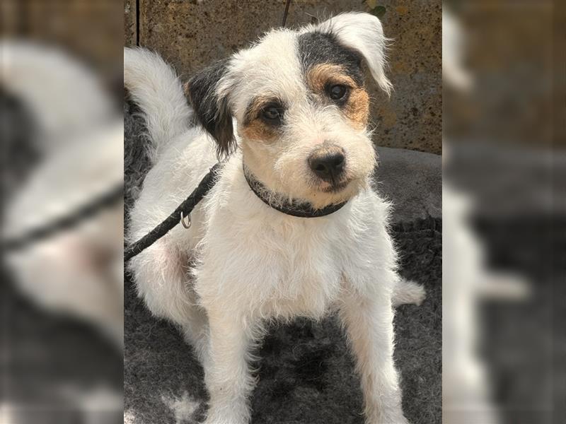 Wunderschöne Parson Jack-Russell Terrier Welpen, aus liebevoll. Hausaufzucht