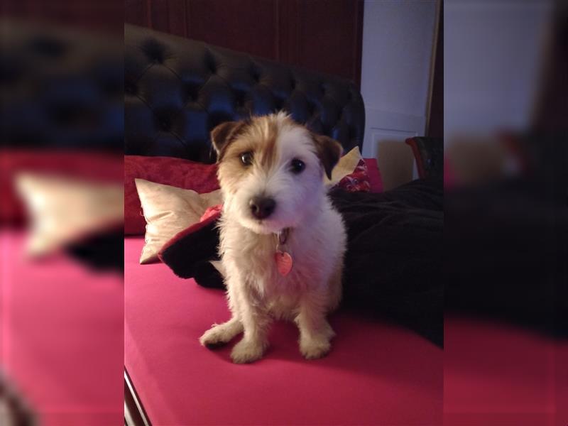 Wunderschöne Parson Jack-Russell Terrier Welpen, aus liebevoll. Hausaufzucht