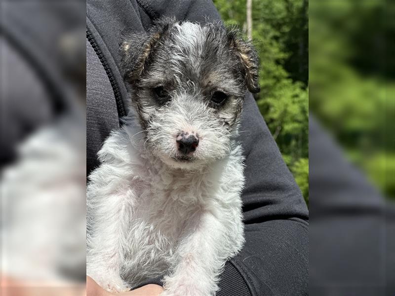 Wunderschöne Parson Jack-Russell Terrier Welpen, aus liebevoll. Hausaufzucht