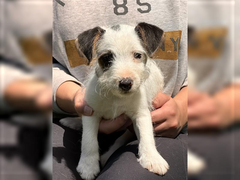 Wunderschöne Parson Jack-Russell Terrier Welpen, aus liebevoll. Hausaufzucht