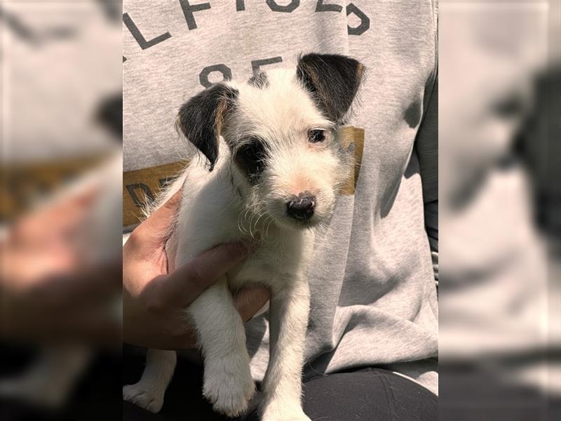 Wunderschöne Parson Jack-Russell Terrier Welpen, aus liebevoll. Hausaufzucht