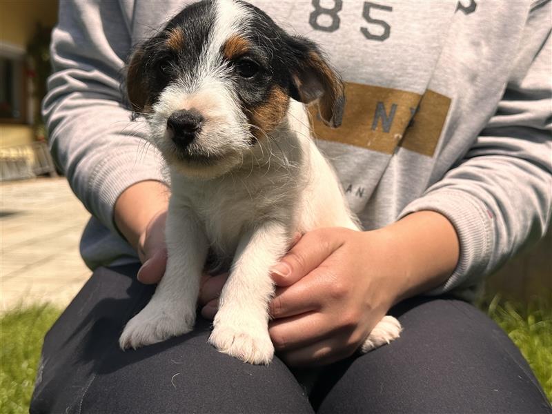 Wunderschöne Parson Jack-Russell Terrier Welpen, aus liebevoll. Hausaufzucht