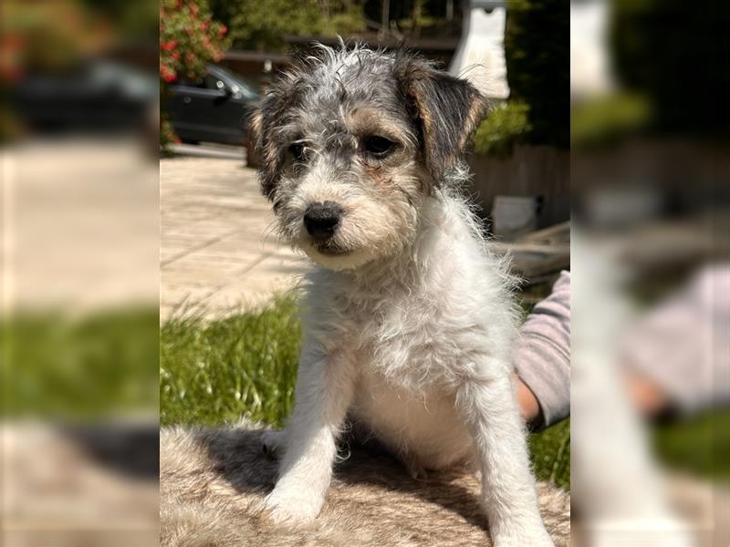 Wunderschöne Parson Jack-Russell Terrier Welpen, aus liebevoll. Hausaufzucht