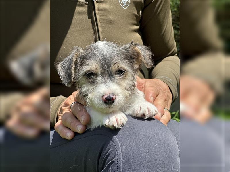 Wunderschöne Parson Jack-Russell Terrier Welpen, aus liebevoll. Hausaufzucht