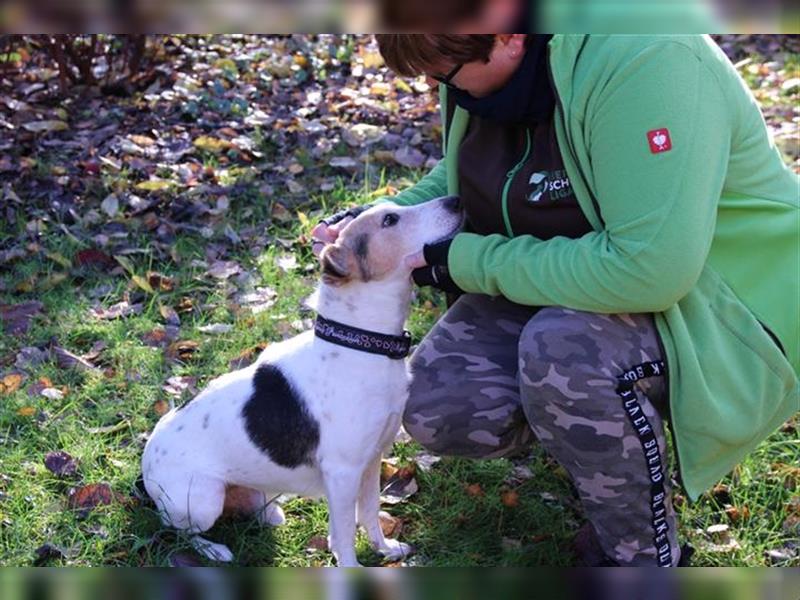 Pitti, Jack Russel Terrier, geb. 2018, kleiner Enzelgänger sucht ruhiges Zuhause
