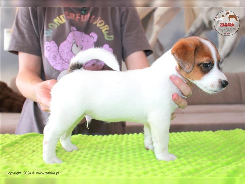 Jack Russell Terrier, FCI