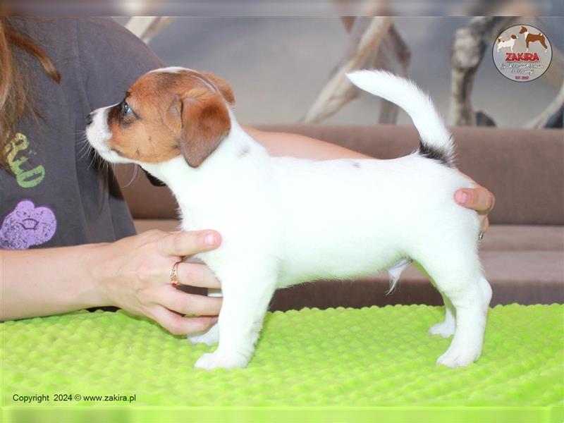 Jack Russell Terrier, FCI