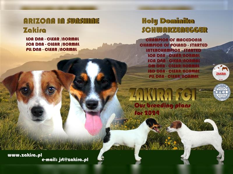 Jack Russell Terrier, FCI