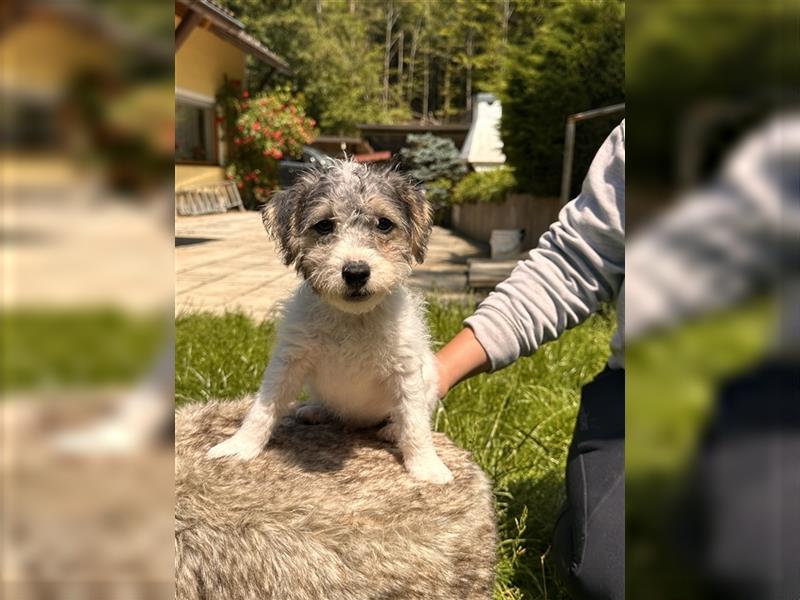 Wunderschöne Parson Jack-Russell Terrier aus liebev. Familienaufzucht su. dringend noch ein neues Zu