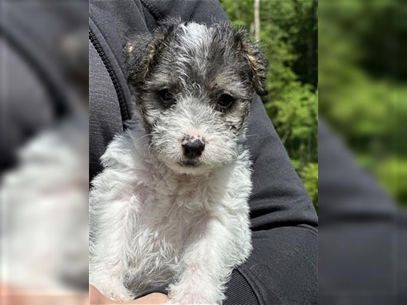 Wunderschöne Parson Jack-Russell Terrier aus liebev. Familienaufzucht su. dringend noch ein neues Zu