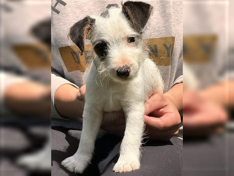 Wunderschöne Parson Jack-Russell Terrier aus liebev. Familienaufzucht su. dringend noch ein neues Zu