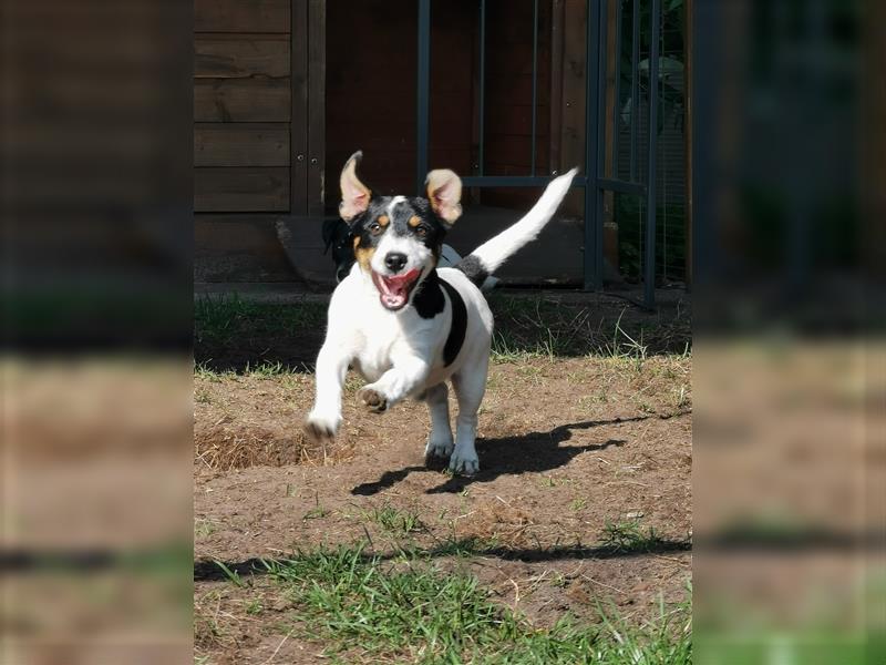 4 Jack Russell RÜDEN suchen ein neues Zuhause.