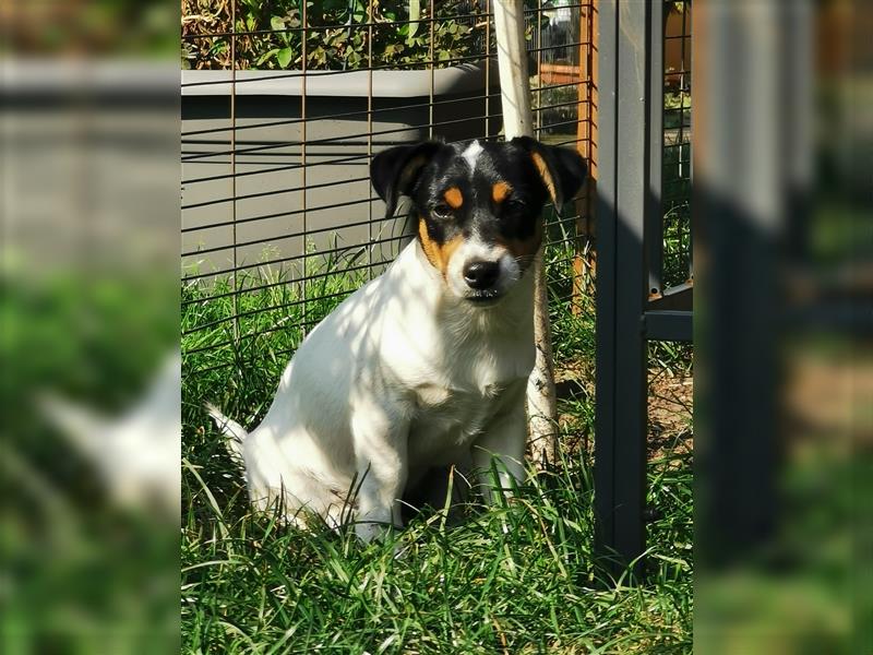 4 Jack Russell RÜDEN suchen ein neues Zuhause.