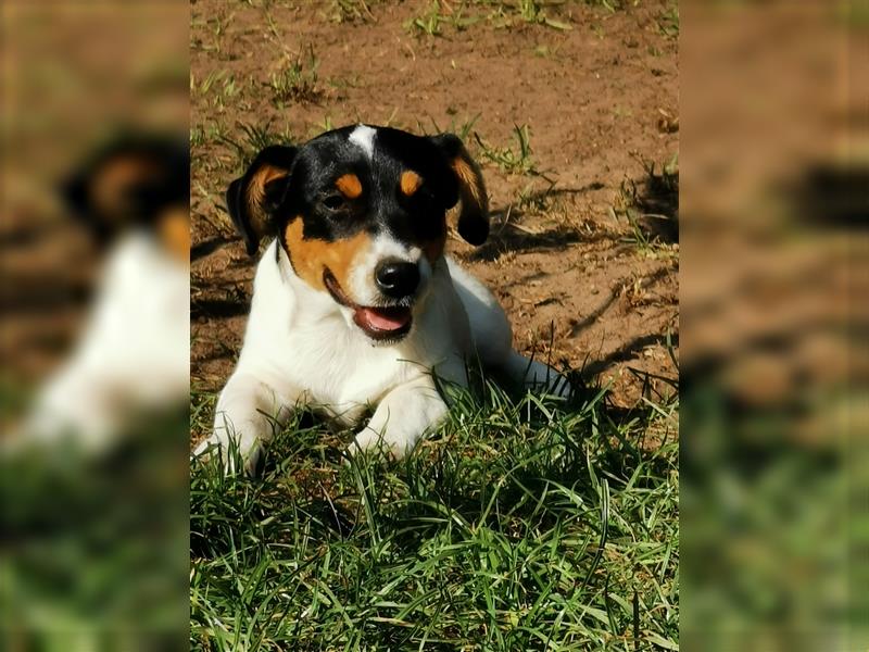 4 Jack Russell RÜDEN suchen ein neues Zuhause.