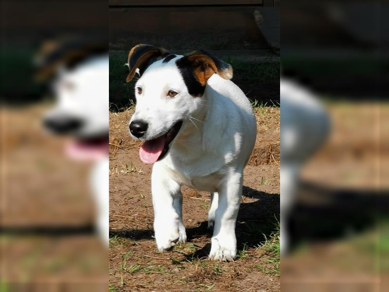 4 Jack Russell RÜDEN suchen ein neues Zuhause.